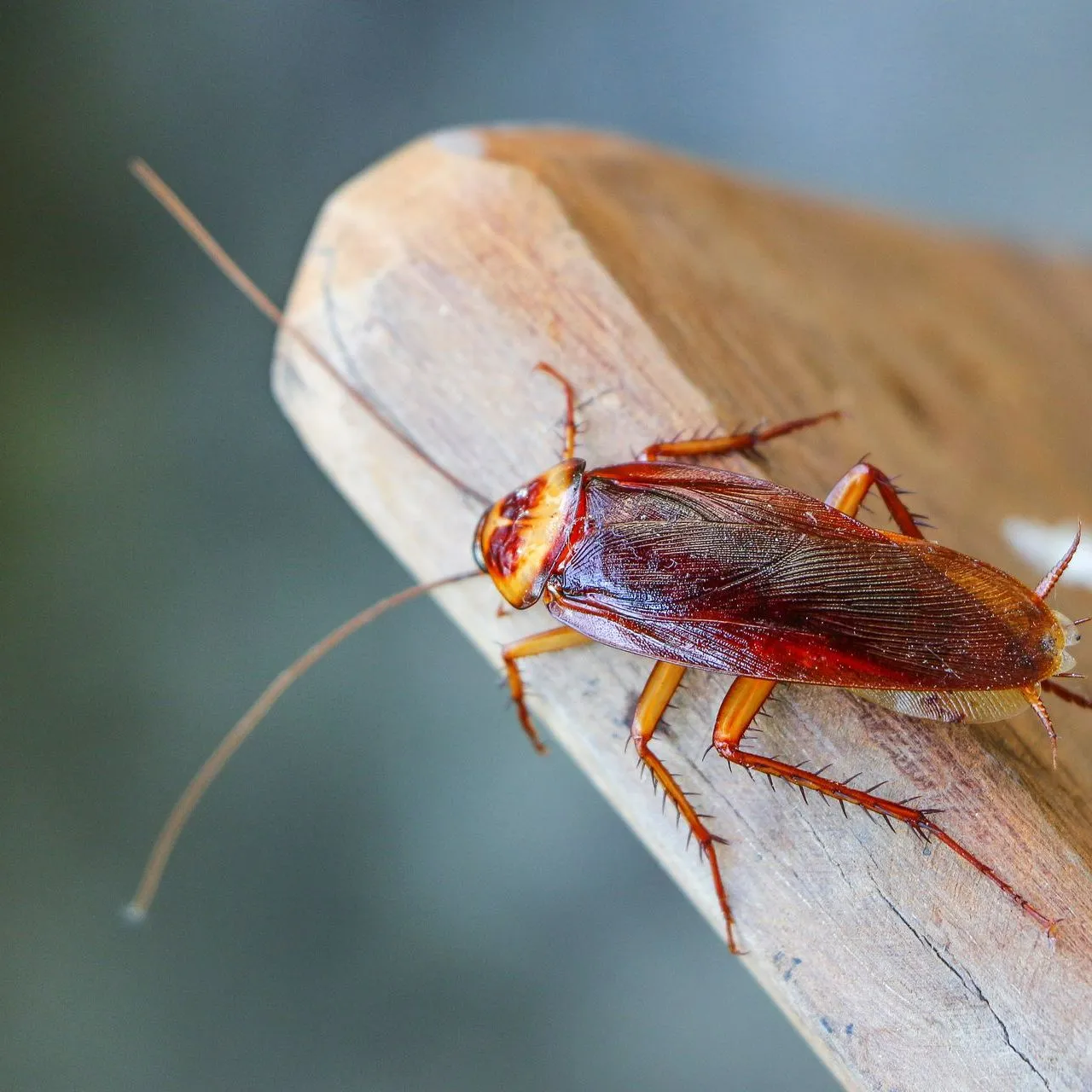 Une blatte sur un objet en bois