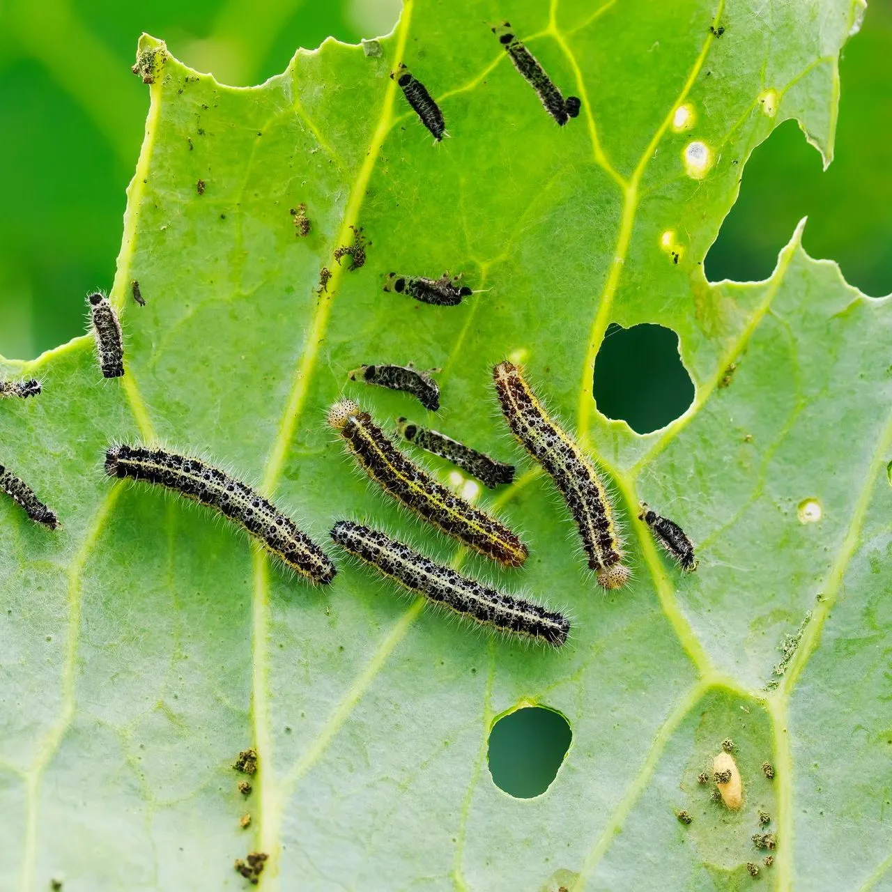 Plusieurs chenilles en procession sur une branche d'arbre