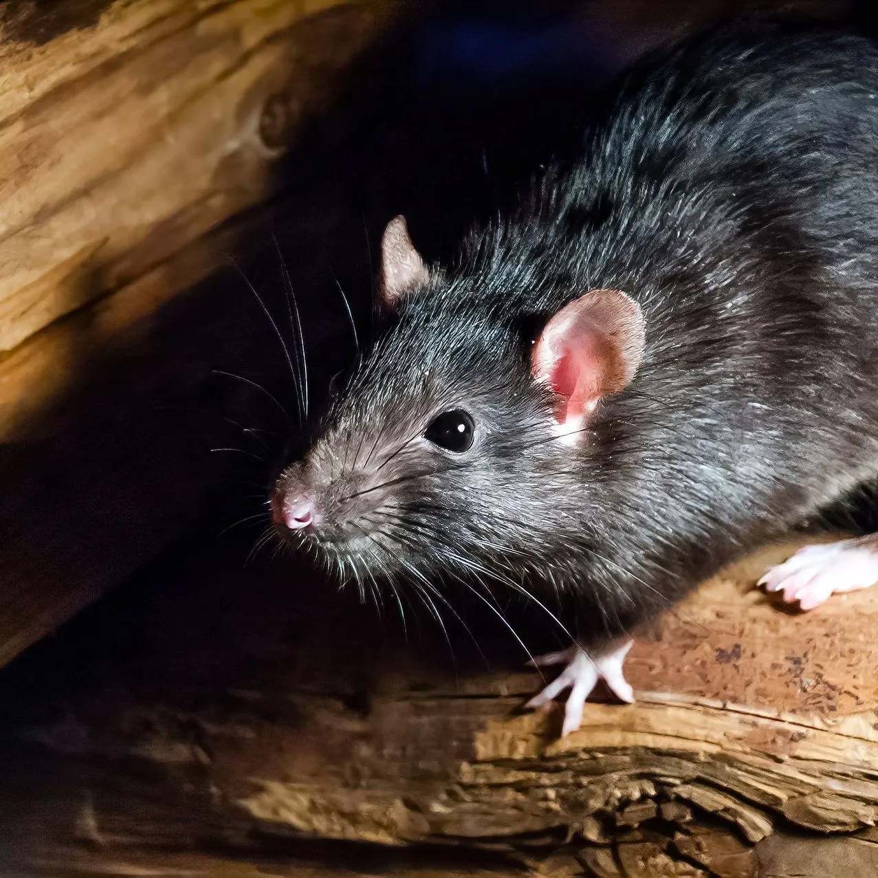 Un rat noir sur la structure en bois d'une maison
