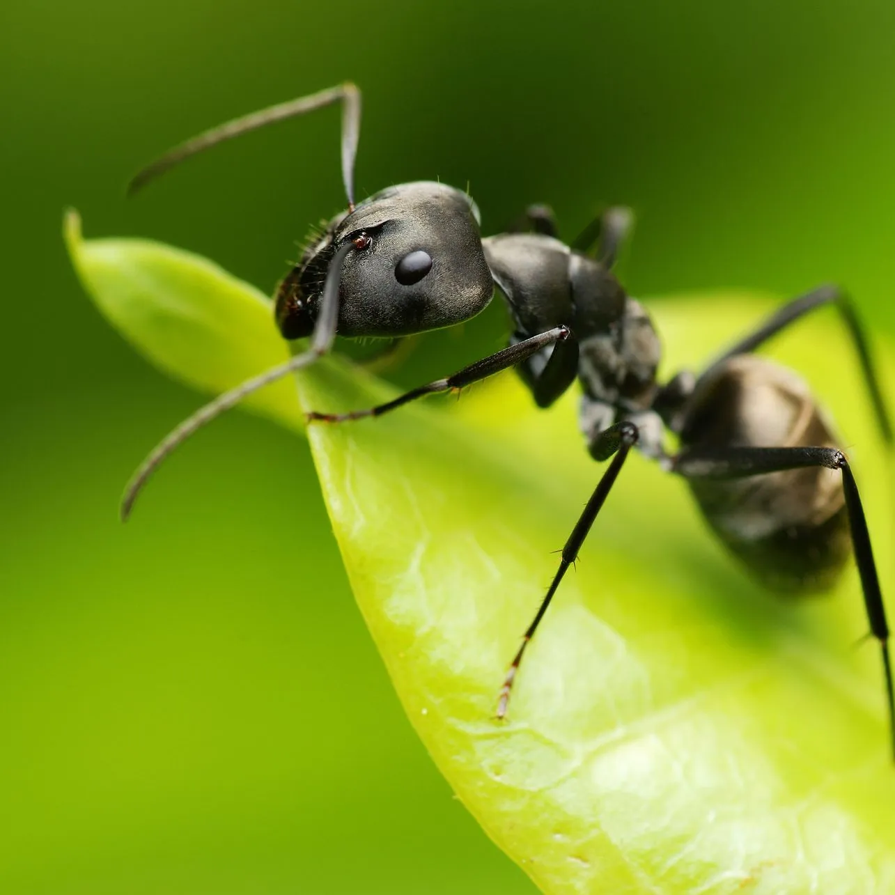 Une fourmi noire sur une feuille