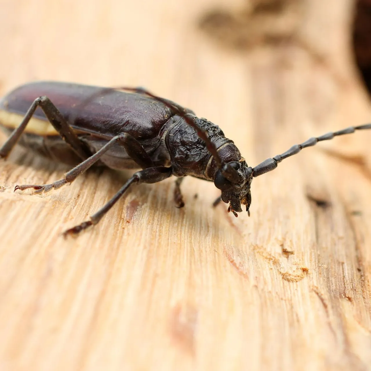 Un capricorne, insecte xylophage, sur du bois